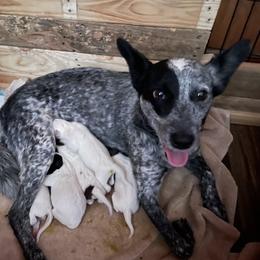 Australian Cattle Dog Puppies from Twisted C Heelers