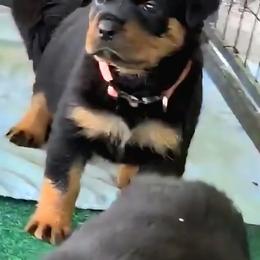 Border Collie and Rottweiler Puppies from K&R RANCH KENNELS