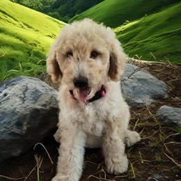 Aussiedoodle Puppies from Rothsolid Puppies