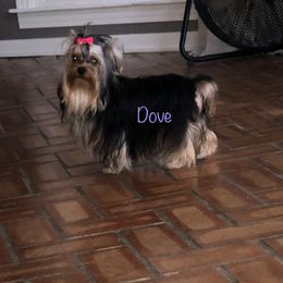 Yorkshire Terrier Puppies from Mountain Magic Yorkies