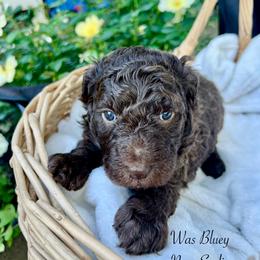 Bluey - Chocolate female Goldendoodle puppy in Taylorsville, Georgia from Sweet Southern Doodles