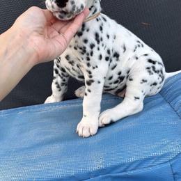 Piper - White and black female Dalmatian puppy in Louisa, Virginia from Dalmatian Creation LLC
