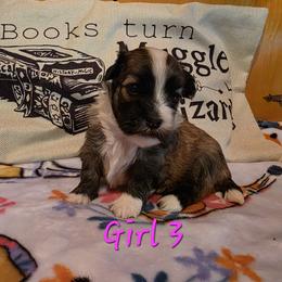Fawn girl3 - Fawn sable female Havanese puppy in Deer Park, Washington from Mt. Top Havanese