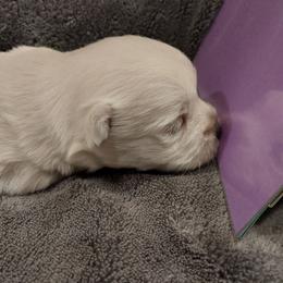Purple Girl - White female West Highland White Terrier puppy in Macy, Indiana from Country Grove Breeding LLC