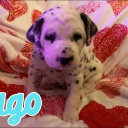 Dalmatian Puppies from Dew Dream Dalmatians
