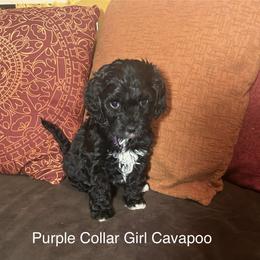 Jollie- Purple Collar Girl - Black and white female Cavapoo puppy in Tempe, Arizona from Springerdoodles Plus AZ