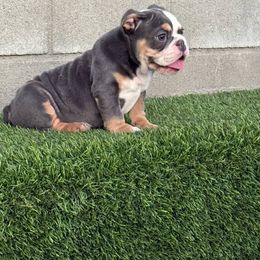 Boy 1 - Tricolors male French Bulldog puppy in City Of Industry, California from Cert. Frenchies