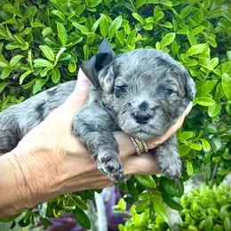 Cosmo- black boy - Blue merle male Aussiedoodle puppy in Midlothian, Texas from Gray Doodles