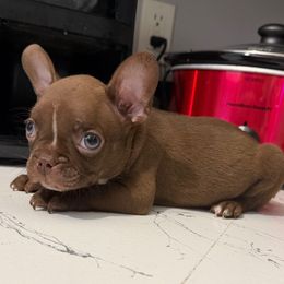 Louis Vuitton - Red male Boston Terrier puppy in Pahrump, Nevada from Lujan Ranch