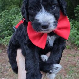 Charley Pride - Black and white male Bernedoodle puppy in Augusta, Georgia from Ivey's Poodles & Doodles