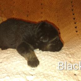 Black - Black and tan male German Shepherd puppy in Dawsonville, Georgia from Vom Aussenseiter