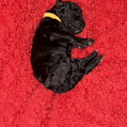 Sheepadoodle Puppies from Mojave Premier Kennels