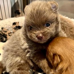 Westeria - Lavender female Pomeranian puppy in Bentonville, Arkansas from Hummingbird & Fox