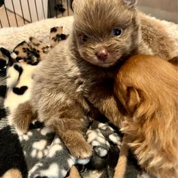 Westeria - Lavender female Pomeranian puppy in Bentonville, Arkansas from Hummingbird & Fox