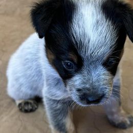 Australian Cattle Dogs from Bottoms Up Cattle Dogs