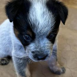 Australian Cattle Dogs from Bottoms Up Cattle Dogs