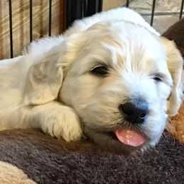 Bernedoodle and Goldendoodle Puppies from Dawg'on Doodles