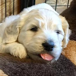 Bernedoodle and Goldendoodle Puppies from Dawg'on Doodles