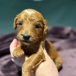 Zazu - Red  male Goldendoodle puppy in Jacksonville, Florida from Dandelion Doodles