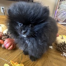 Pomeranian puppies from Baby Bear Poms