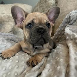 Green - Blue fawn male French Bulldog puppy in Kyle, Texas from Small Town Frenchies