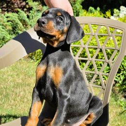 Boy 4 - Black and rust male Doberman Pinscher puppy in Chagrin Falls, Ohio from Schloss Velburg Dobermanns
