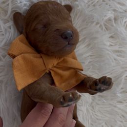 Bronco - Red  male Goldendoodle puppy in Richmond, Texas from Harper’s Heartbeats