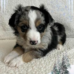 Heaven - Blue merle female Miniature Australian Shepherd puppy in Millington, Tennessee from Goading Glee Glade