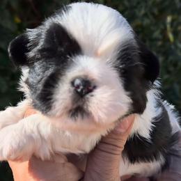 Black and White - Black and white male Shih Tzu puppy in El Paso, Texas from Paws Of Beauty