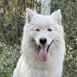 Yeti - White male Siberian Husky puppy in London, Ohio from Rose Trail Siberian’s