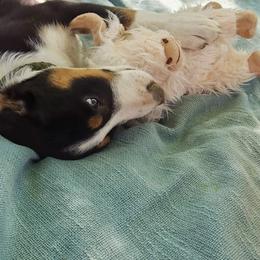 Border Collie and English Shepherd Puppies from Seldom seen herding dogs