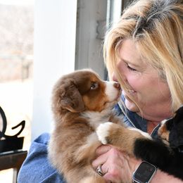 Australian Shepherd and Soft Coated Wheaten Terrier Puppies from Ironwood Ridge Kennels