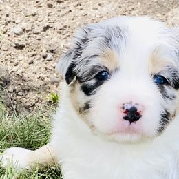 June Carter - Australian Shepherd puppy in Polson, Montana from Whiskey River Aussies