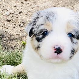 June Carter - Australian Shepherd puppy in Polson, Montana from Whiskey River Aussies
