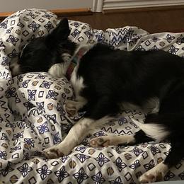 Border Collies from Sheps Farm Border Collies