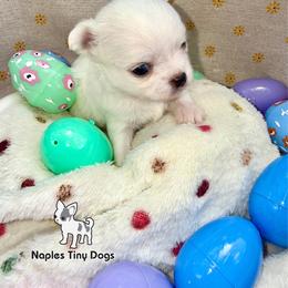 Cadbury - White male Chihuahua puppy in Naples, Florida from Naples Tiny Dogs