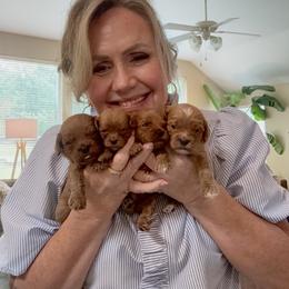 Cavalier King Charles Spaniel and Cavapoo Puppies from Primrose Pups