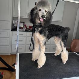 Dalmatian and Poodle Puppies from Reeves Family Standards