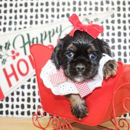 Betsy - Black and tan female Cocker Spaniel puppy in Rattan, Oklahoma from Double M Cocker Spaniels