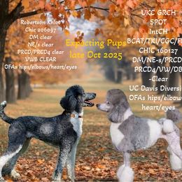 Poodle puppies from Canoe Creek Spoos