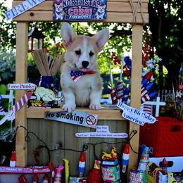 Bijou - Red female Pembroke Welsh Corgi puppy in Pollock, Missouri from Northstar