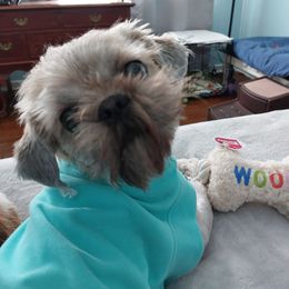 Quinn - Shih Tzu
