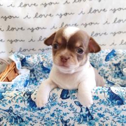 Dewey - Chocolate and white male Chihuahua puppy in Brook Park, Minnesota from Northstar Chihuahuas