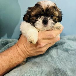Cuddles - Tricolor male Shih Tzu puppy in Hawthorne, Florida from Simply Southern Shihtzus