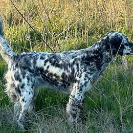 German Shorthaired Pointers from Russell's GSPs