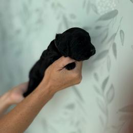 Dr Watson - Black male Goldendoodle puppy in Pleasant Grove, Utah from Canterbury Canines