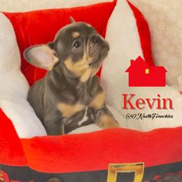 Kevin - Blue male French Bulldog puppy in Spokane, Washington from 47 North Frenchies, LLC