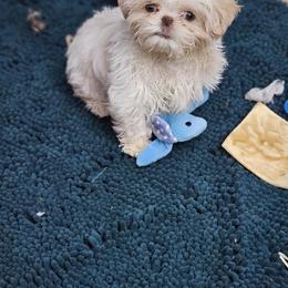 Winter - Lilac male Shih Tzu puppy in Kings Mountain, North Carolina from NC Shih Tzus by Tammy