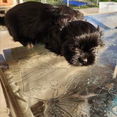 Tippy - Black and white female Shichon puppy in Imperial, Missouri from Shichon Teddybear  puppies of Miss