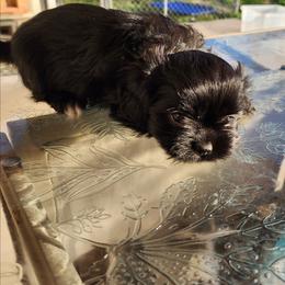 Tippy - Black and white female Shichon puppy in Imperial, Missouri from Shichon Teddybear  puppies of Miss